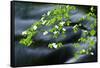 Mountain Dogwood Above the Merced River, California, Usa-Russ Bishop-Framed Stretched Canvas