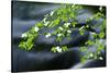 Mountain Dogwood Above the Merced River, California, Usa-Russ Bishop-Stretched Canvas