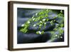 Mountain Dogwood Above the Merced River, California, Usa-Russ Bishop-Framed Photographic Print