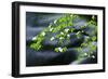 Mountain Dogwood Above the Merced River, California, Usa-Russ Bishop-Framed Photographic Print