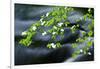 Mountain Dogwood Above the Merced River, California, Usa-Russ Bishop-Framed Photographic Print