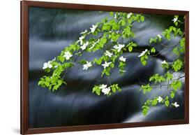 Mountain Dogwood Above the Merced River, California, Usa-Russ Bishop-Framed Photographic Print