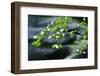 Mountain Dogwood Above the Merced River, California, Usa-Russ Bishop-Framed Photographic Print