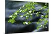 Mountain Dogwood Above the Merced River, California, Usa-Russ Bishop-Mounted Premium Photographic Print