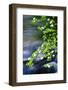 Mountain Dogwood Above the Merced River, California, Usa-Russ Bishop-Framed Photographic Print