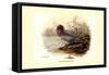 Mountain Duck-Allan Brooks-Framed Stretched Canvas
