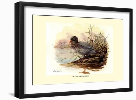 Mountain Duck-Allan Brooks-Framed Art Print