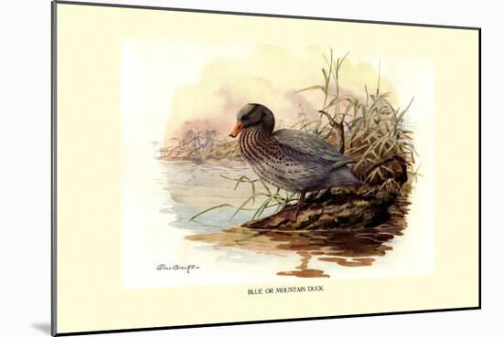 Mountain Duck-Allan Brooks-Mounted Art Print