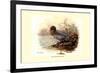 Mountain Duck-Allan Brooks-Framed Premium Giclee Print