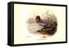 Mountain Duck-Allan Brooks-Framed Stretched Canvas