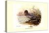 Mountain Duck-Allan Brooks-Stretched Canvas