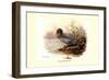 Mountain Duck-Allan Brooks-Framed Premium Giclee Print