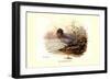 Mountain Duck-Allan Brooks-Framed Premium Giclee Print