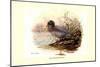 Mountain Duck-Allan Brooks-Mounted Premium Giclee Print