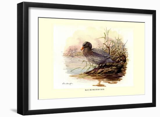 Mountain Duck-Allan Brooks-Framed Art Print