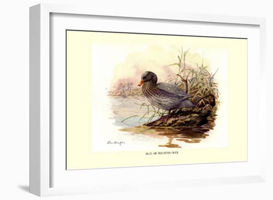 Mountain Duck-Allan Brooks-Framed Art Print