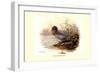 Mountain Duck-Allan Brooks-Framed Art Print