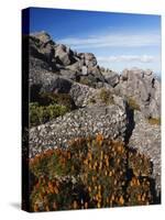 Mountain Flowers, Black Bluff, Tasmania, Australia, Pacific-Kober Christian-Stretched Canvas