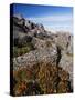 Mountain Flowers, Black Bluff, Tasmania, Australia, Pacific-Kober Christian-Stretched Canvas