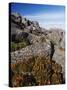 Mountain Flowers, Black Bluff, Tasmania, Australia, Pacific-Kober Christian-Stretched Canvas