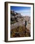 Mountain Flowers, Black Bluff, Tasmania, Australia, Pacific-Kober Christian-Framed Photographic Print