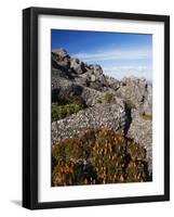 Mountain Flowers, Black Bluff, Tasmania, Australia, Pacific-Kober Christian-Framed Photographic Print