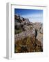 Mountain Flowers, Black Bluff, Tasmania, Australia, Pacific-Kober Christian-Framed Photographic Print