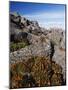 Mountain Flowers, Black Bluff, Tasmania, Australia, Pacific-Kober Christian-Mounted Photographic Print