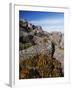 Mountain Flowers, Black Bluff, Tasmania, Australia, Pacific-Kober Christian-Framed Photographic Print