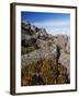 Mountain Flowers, Black Bluff, Tasmania, Australia, Pacific-Kober Christian-Framed Photographic Print