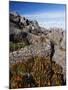 Mountain Flowers, Black Bluff, Tasmania, Australia, Pacific-Kober Christian-Mounted Photographic Print