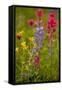 Mountain Flowers Broadleaf Arnica, Magenta Paintbrush-null-Framed Stretched Canvas