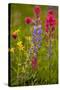 Mountain Flowers Broadleaf Arnica, Magenta Paintbrush-null-Stretched Canvas