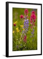 Mountain Flowers Broadleaf Arnica, Magenta Paintbrush-null-Framed Photographic Print