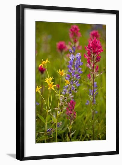 Mountain Flowers Broadleaf Arnica, Magenta Paintbrush-null-Framed Photographic Print