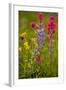 Mountain Flowers Broadleaf Arnica, Magenta Paintbrush-null-Framed Photographic Print