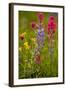 Mountain Flowers Broadleaf Arnica, Magenta Paintbrush-null-Framed Photographic Print