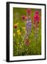 Mountain Flowers Broadleaf Arnica, Magenta Paintbrush-null-Framed Photographic Print