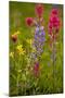 Mountain Flowers Broadleaf Arnica, Magenta Paintbrush-null-Mounted Photographic Print