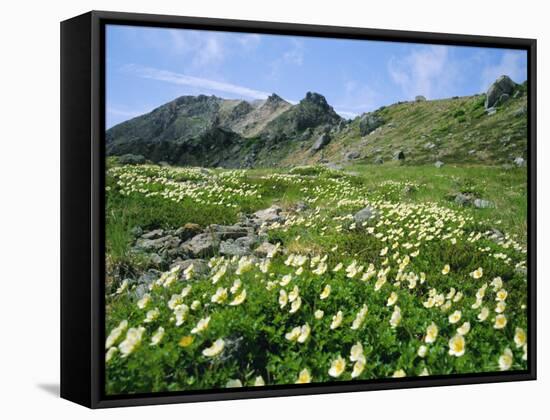 Mountain Flowers, Hakusan National Park, Japan-Christian Kober-Framed Stretched Canvas