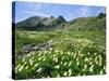Mountain Flowers, Hakusan National Park, Japan-Christian Kober-Stretched Canvas