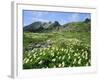 Mountain Flowers, Hakusan National Park, Japan-Christian Kober-Framed Photographic Print