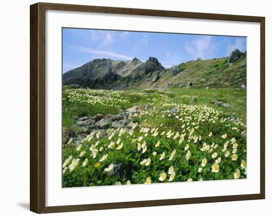 Mountain Flowers, Hakusan National Park, Japan-Christian Kober-Framed Photographic Print