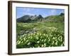 Mountain Flowers, Hakusan National Park, Japan-Christian Kober-Framed Photographic Print