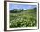 Mountain Flowers, Hakusan National Park, Japan-Christian Kober-Framed Photographic Print