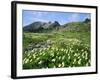 Mountain Flowers, Hakusan National Park, Japan-Christian Kober-Framed Photographic Print