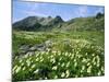 Mountain Flowers, Hakusan National Park, Japan-Christian Kober-Mounted Photographic Print