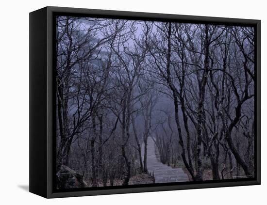 Mountain Forest Path, Mt. Huangshan (Yellow Mountain), China-Keren Su-Framed Stretched Canvas