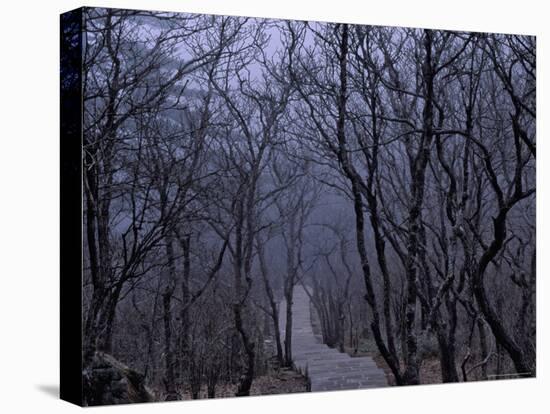 Mountain Forest Path, Mt. Huangshan (Yellow Mountain), China-Keren Su-Stretched Canvas