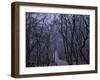 Mountain Forest Path, Mt. Huangshan (Yellow Mountain), China-Keren Su-Framed Photographic Print